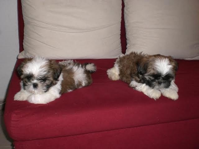 Twee Shih Tzu puppies pups reu en teef met stamboom - nr. 1