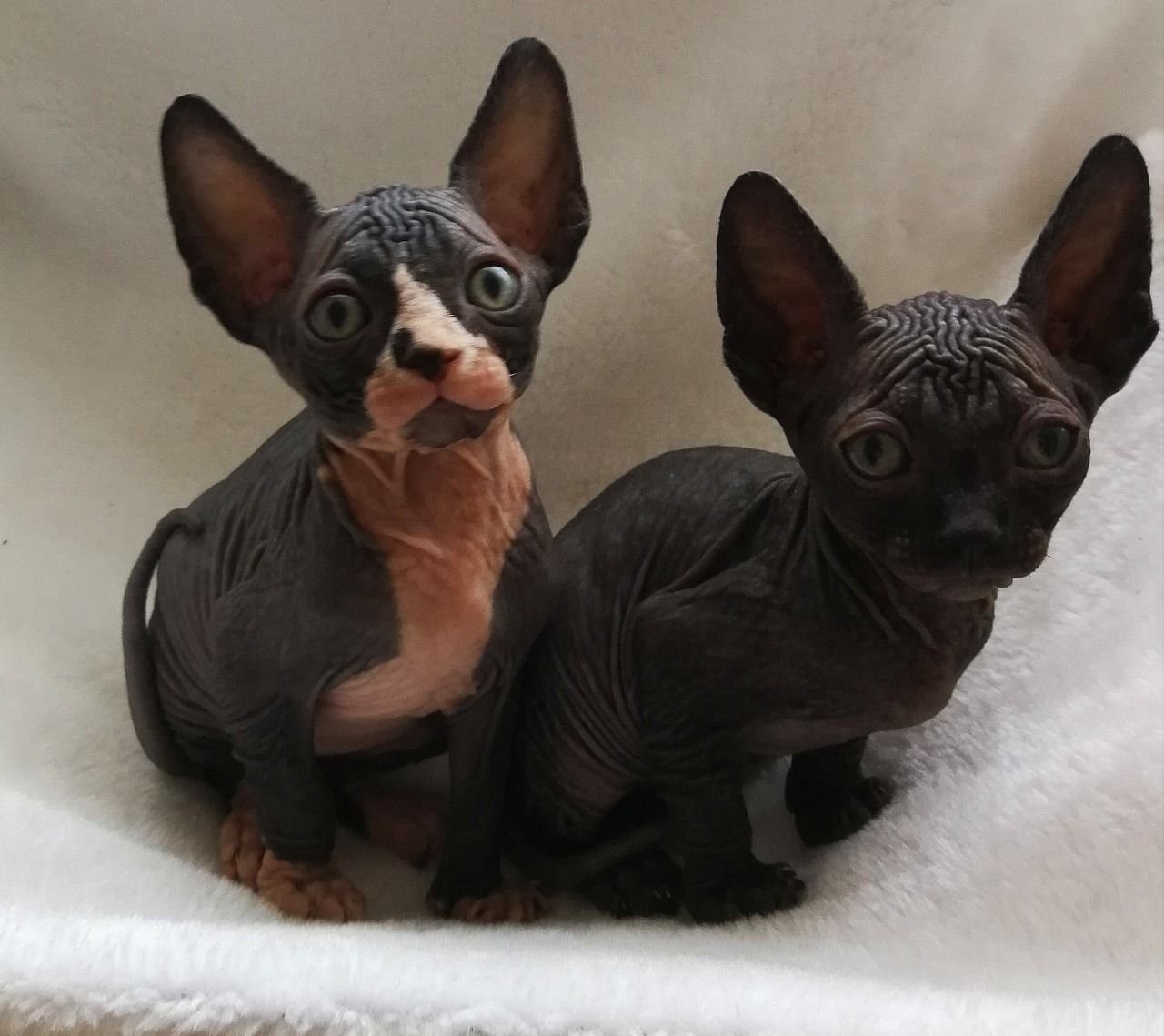 Twee Mooie Sphynx Kittens aangeboden - nr. 1
