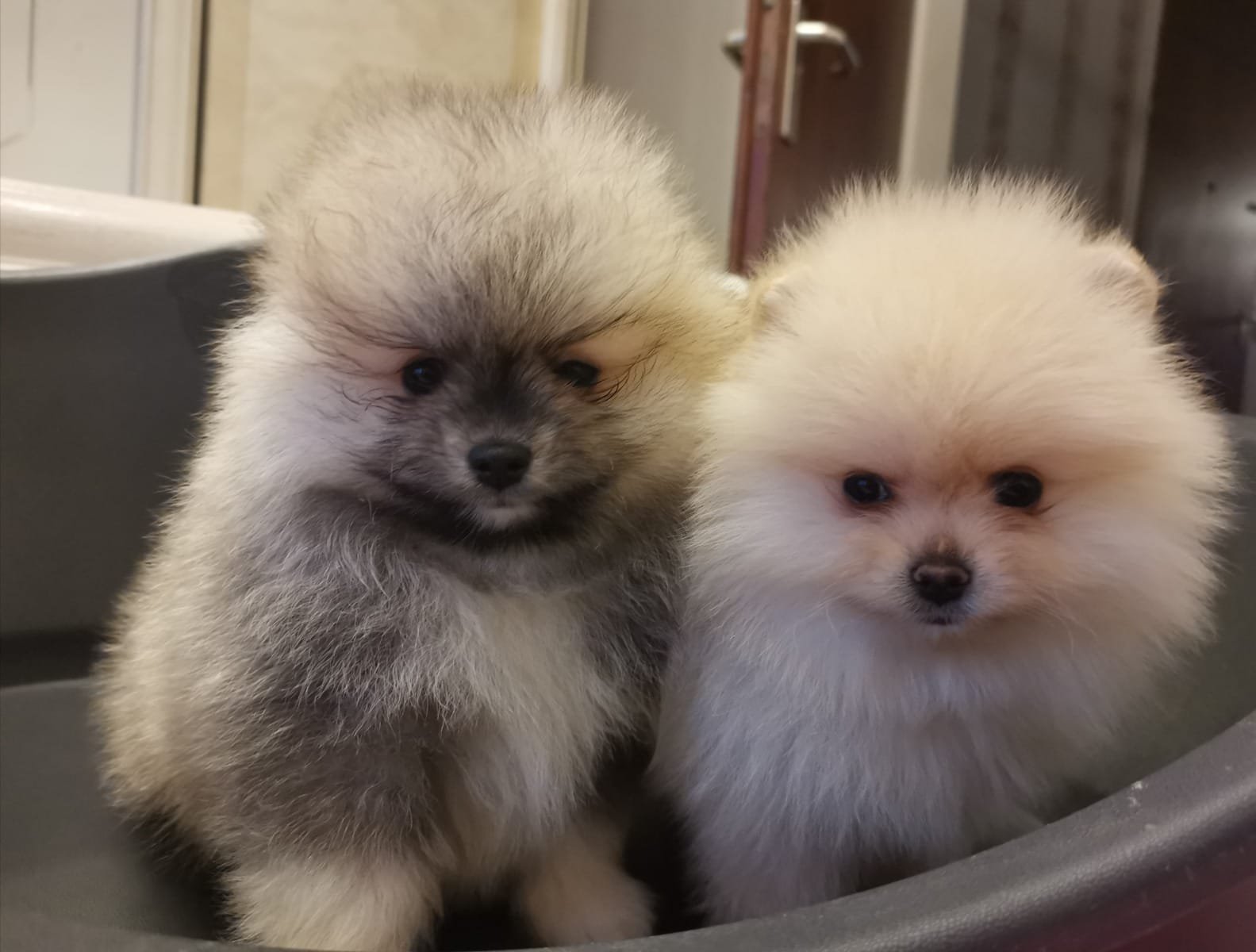 Twee Super mooie pomeriaan pups - nr. 1