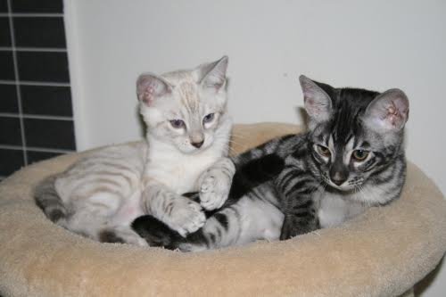 Twee prachtige bengaal kittens met stamboom - nr. 1
