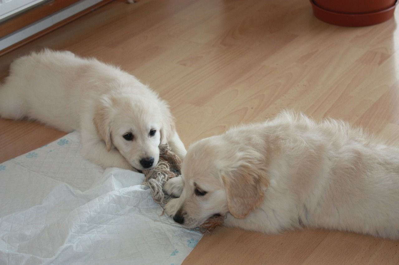 Twee Mooie Golden retriever pups beschikbaar - nr. 1