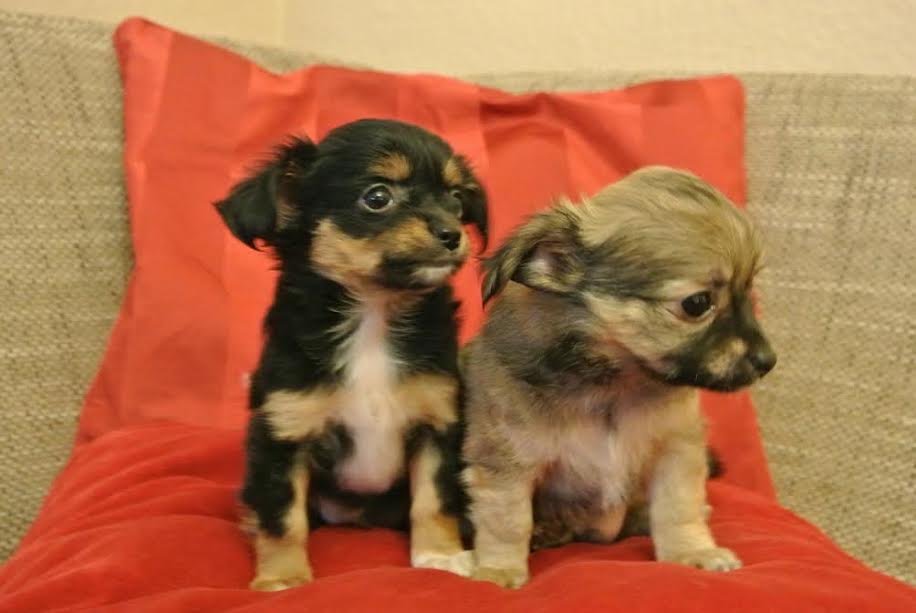 Twee Mooie Chihuahua pups - nr. 1