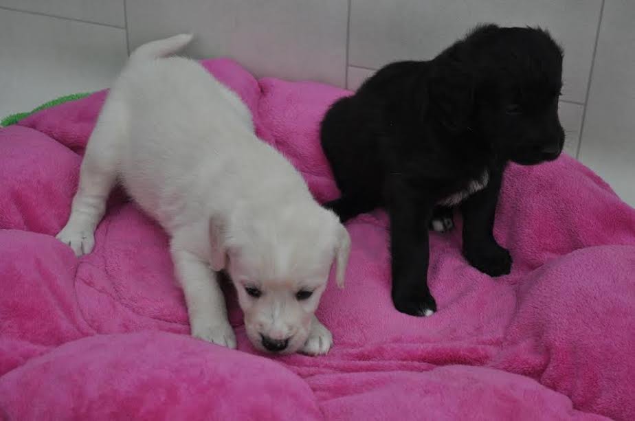 Twee kwaliteit Labrador Puppies - nr. 1