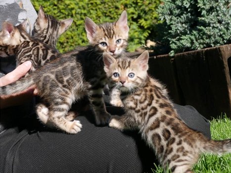 Mooie Bengaalse kittens met stamboom - 0