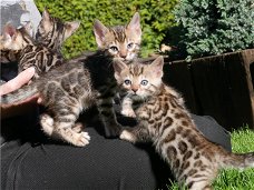 Mooie Bengaalse kittens met stamboom