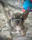 kc registered french bulldogs - 0 - Thumbnail