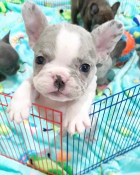 kc registered french bulldogs - 1