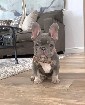 kc registered french bulldogs - 2