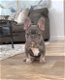 kc registered french bulldogs - 2 - Thumbnail