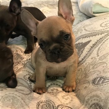 kc registered french bulldogs - 3