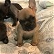 kc registered french bulldogs - 3 - Thumbnail