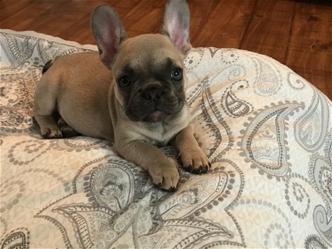 kc registered french bulldogs - 4