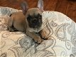 kc registered french bulldogs - 4 - Thumbnail