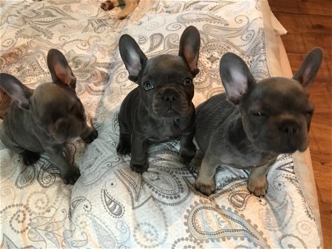 kc registered french bulldogs - 5