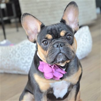 kc registered french bulldogs - 6