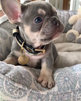 kc registered french bulldogs - 7