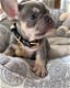 kc registered french bulldogs - 7 - Thumbnail