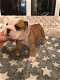 English bulldog - 0 - Thumbnail