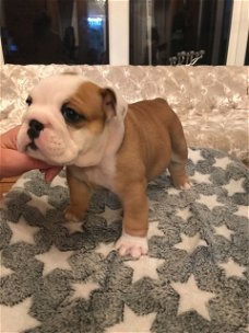 English bulldog 