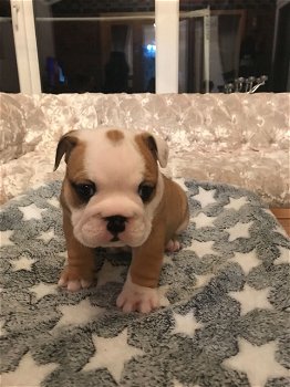 English bulldog - 2