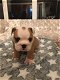 English bulldog - 2 - Thumbnail