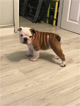 English bulldog - 4