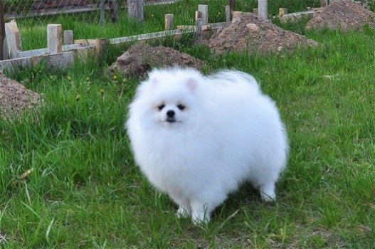 Kc reg. pomeranian ... - 0