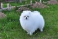 Kc reg. pomeranian ... - 0 - Thumbnail