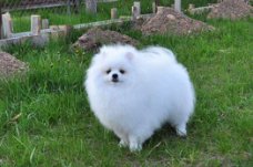 Kc reg. pomeranian ...