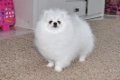 Kc reg. pomeranian ... - 1 - Thumbnail