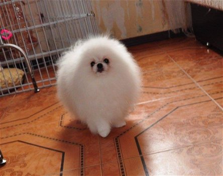 Kc reg. pomeranian ... - 2