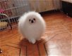 Kc reg. pomeranian ... - 2 - Thumbnail