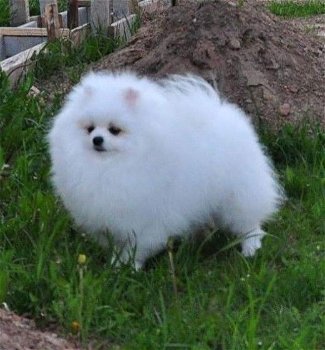 Kc reg. pomeranian ... - 3