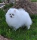 Kc reg. pomeranian ... - 3 - Thumbnail