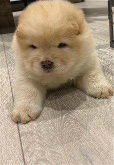 chow chow puppies