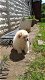 chow chow puppies - 1 - Thumbnail