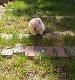 chow chow puppies - 2 - Thumbnail