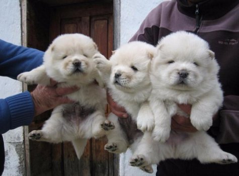 chow chow puppies - 3