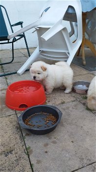 chow chow puppies - 4