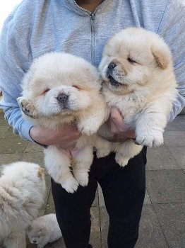 chow chow puppies - 5