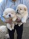 chow chow puppies - 5 - Thumbnail