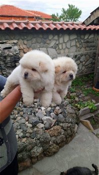 chow chow puppies - 6