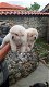 chow chow puppies - 6 - Thumbnail