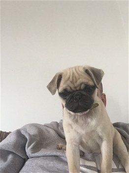 K.c Reg pugs amazing temperament - 1