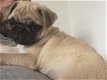 K.c Reg pugs amazing temperament - 2 - Thumbnail