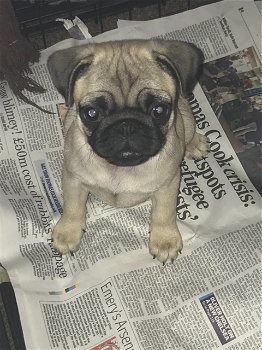 K.c Reg pugs amazing temperament - 3