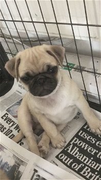 K.c Reg pugs amazing temperament - 4