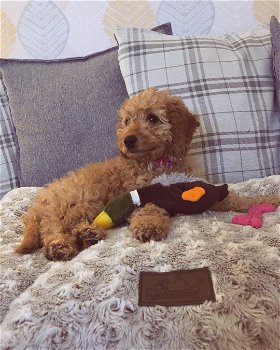 beautiful cockapoo looking for loving forever homes - 0