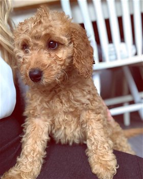 beautiful cockapoo looking for loving forever homes - 2