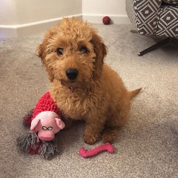 beautiful cockapoo looking for loving forever homes - 4